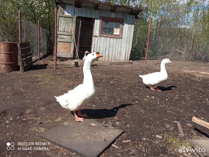 Гусята