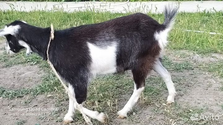 Коза дойная