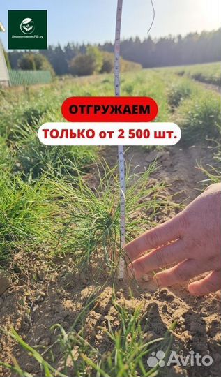 Саженцы сосны и ели окс от производителя