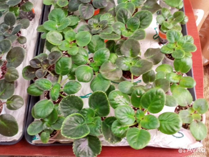 Детки сортовых фиалок:рс-Вавилон, ле-Владимир