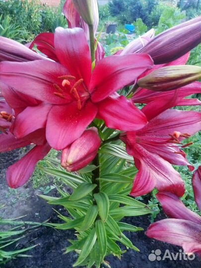 Лилия (луковицы)