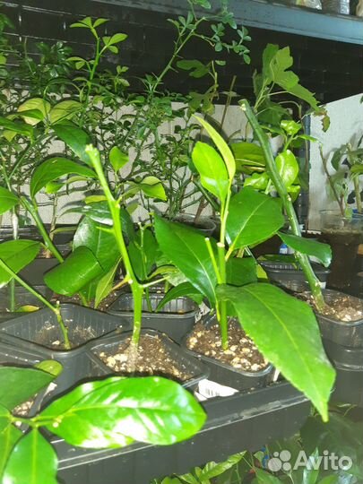 Лимон, мандарин, лавр