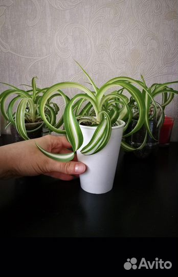 Подрощенный Хлорофитум бонни