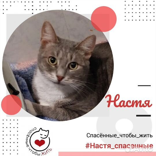Кошечка Настя ищет дом