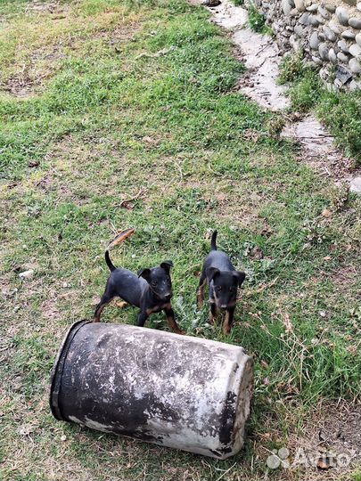 Щенки ягдтерьера