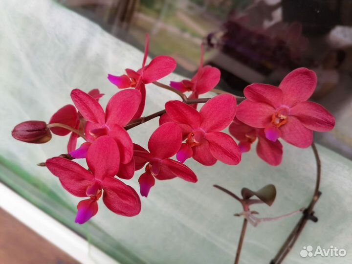 Phal. Buddha's Treasure. Орхидея фаленопсис