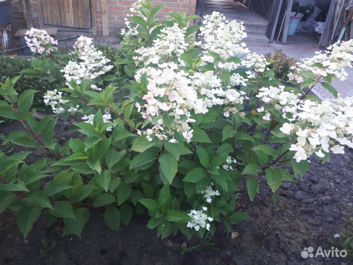 Гортензия метельчатая пинк даймонт, менжекал