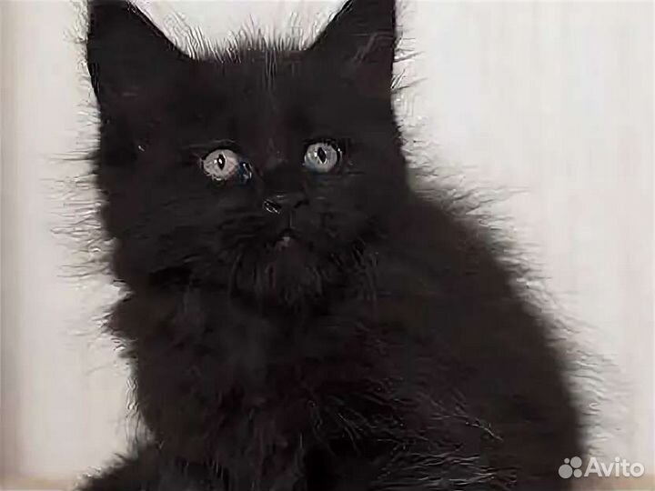 Сибирские черныши