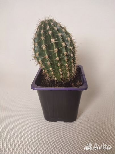 Кактусы и суккуленты