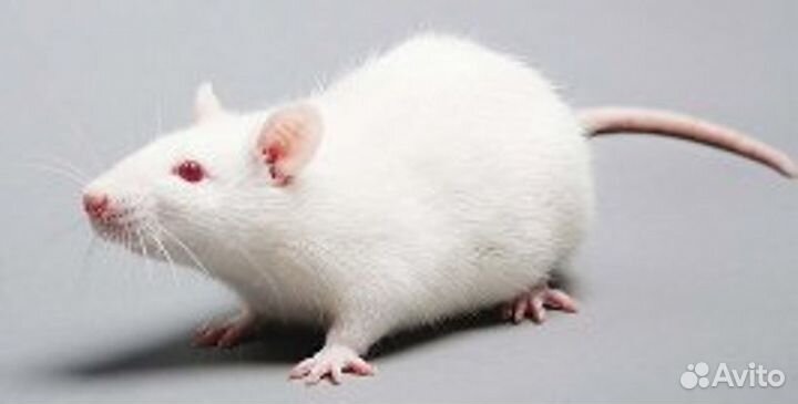 Кормовые мыши, крысы, цыплята в Тольятти