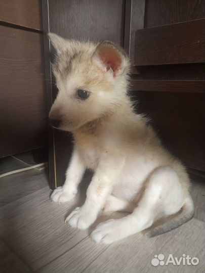 Щенки бесплатно