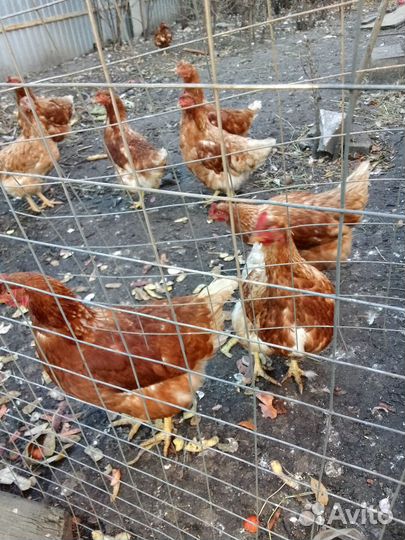 Куры несушки