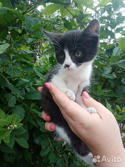 Котенок