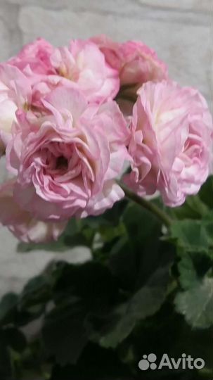 Пеларгония герань