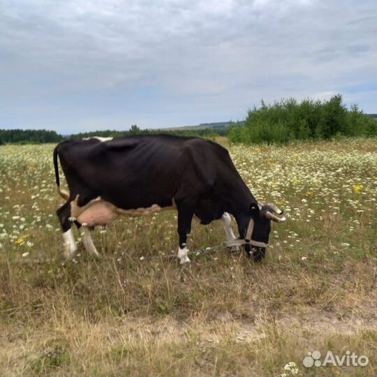 Корова дойная