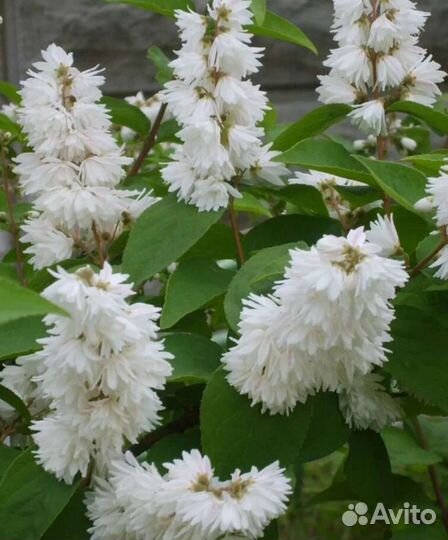 Дейция махровая