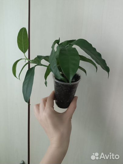 Хойя мультифлора