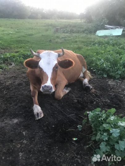 Корова дойная молочная