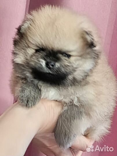 Померанский шпиц мини щенок
