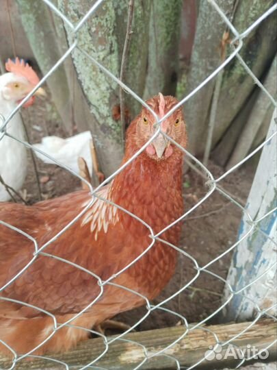 Куры несушки