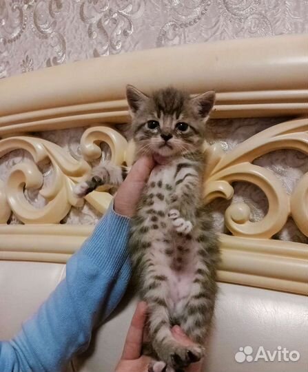 Шикарные крысоловы