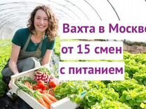 Разнорабочий теплицы вахта с питанием 15/20 смен