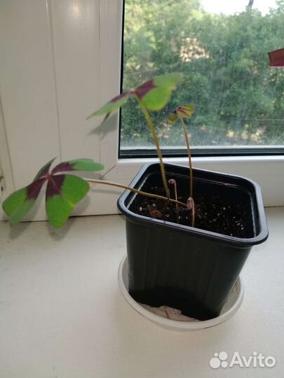 Оксалис Деппе