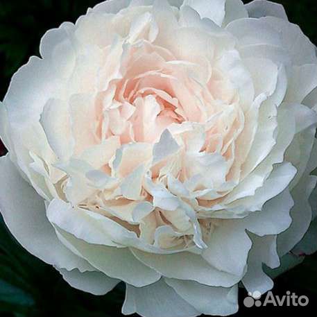 Пион Эльза сасс