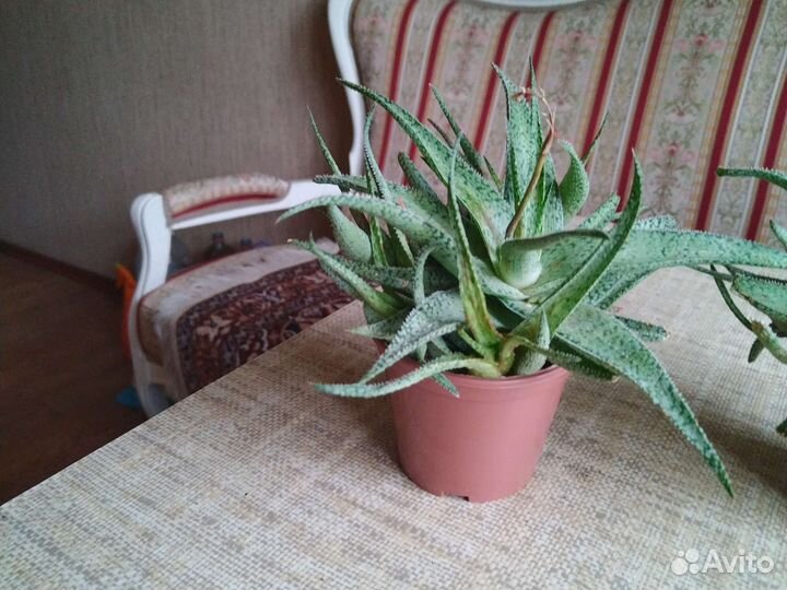 Цветок алоэ Раух Сноуфлейк