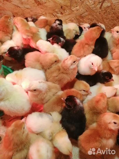 Гриз бар, Мастер грей, Редбро, Голошейка