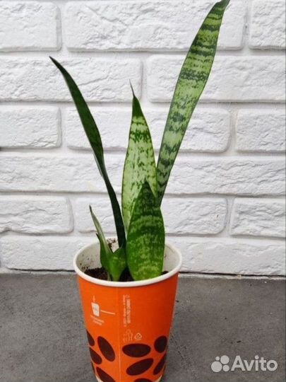 Взрослое растение Сансиверия