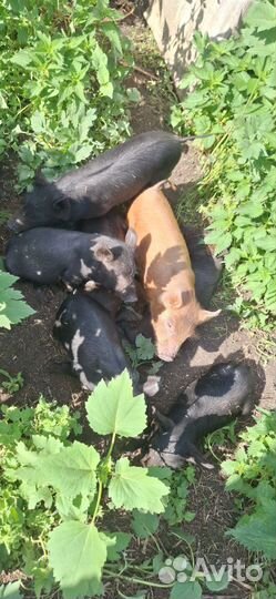 Продаются поросята