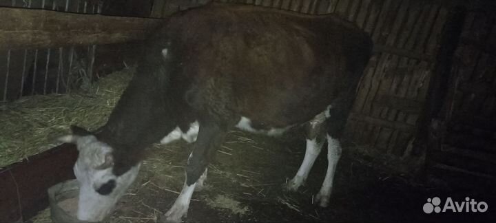 Домашние животные