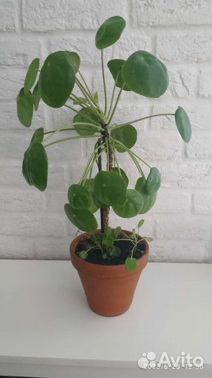 Монстера Манки маск, пилея, строманта