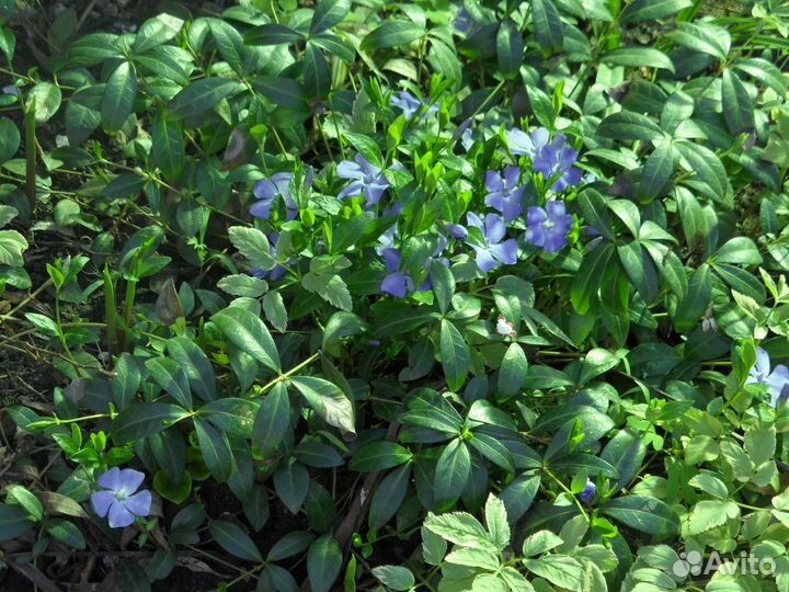 Почвопокровники (многолетники)