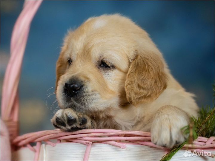 Щенки золотистого ретривера