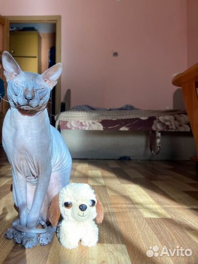 Донской сфинкс вязка