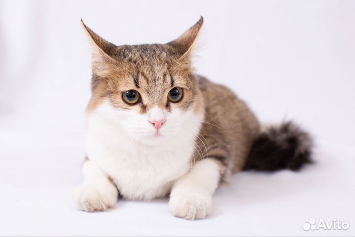 Красивый котенок