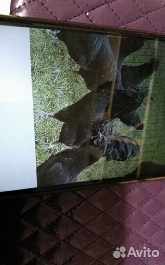 Фазаны, куры, петухи цыплята ия