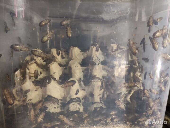 Мраморные тараканы