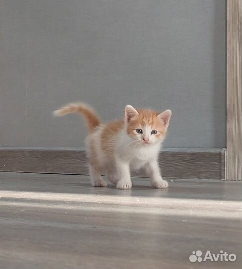 Отдам в добрые руки