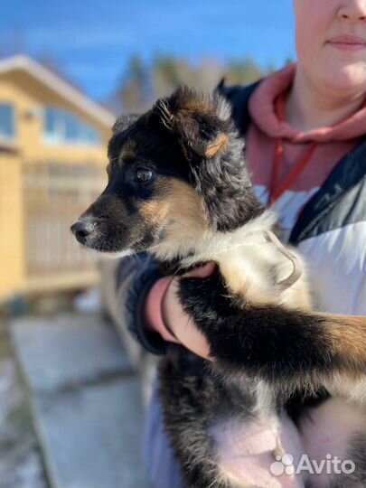 Щеночки в добрые руки бесплатно