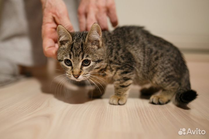 Котенок девочка