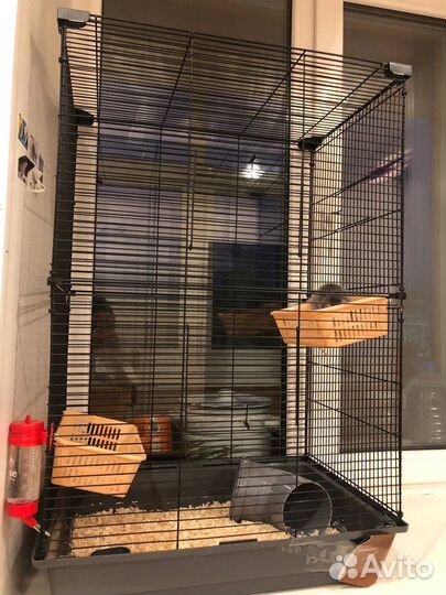 Крыса мальчик