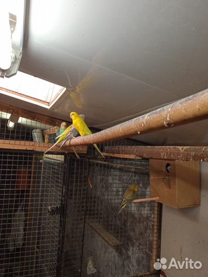 Волнистый попугай