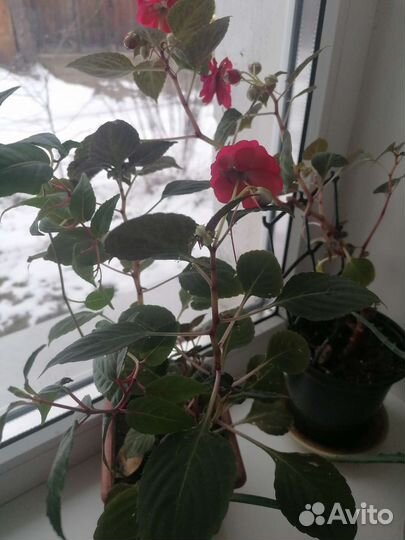 Сингониум, бальзамин, бегония