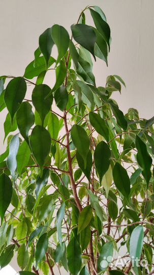 Фикус Бенджамина