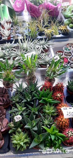 Кактусы И суккуленты