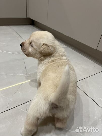 Щенки лабрадора