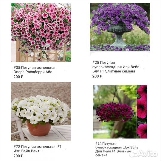 Петуния ампельная